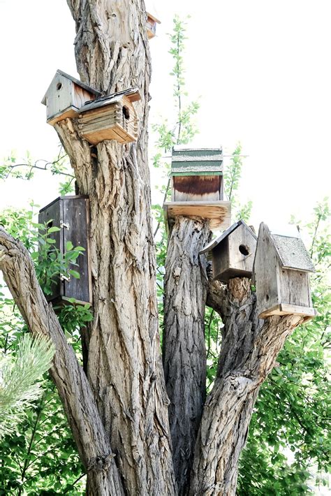 Bird Houses On Tree Stumps Bird Houses Wicker House Shabby Chic Garden