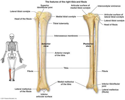 Anatomy Femur Patella Tibia Fibula Foot Bones And Bone Markings My