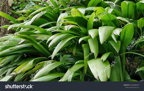 Tropical Rainforests Plants Trees Stock Photo 1046888659 Shutterstock