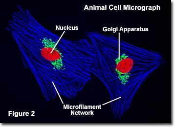 Examining plant cells under the microscope. Fluorescence Microscopy of Cells in Culture | Animal cell ...