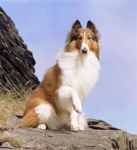Lassie 🐶
