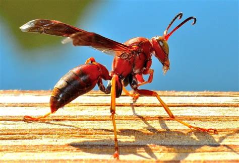 Red Wasps How Dangerous Are They Pest Samurai
