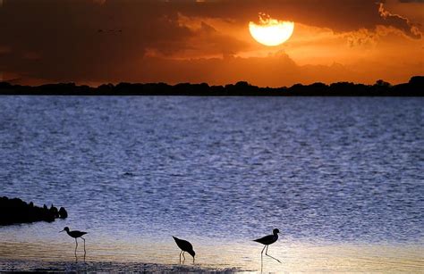 Venezuela Llanos Stilt Sunset Birds Wader Marsh Nature Fauna