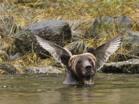 A Conveniently Placed Bird Makes It Seem Like This Bear Is About To