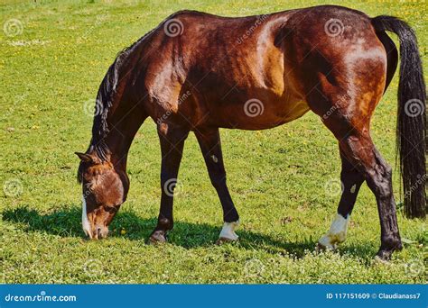 Brown Horse Grazing Color Photo Stock Image Image Of Land Domestic