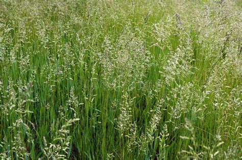 The Tall Fescue Stock Image Image Of Festuca Spring 93279549