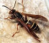 Yellow Jacket Wasp Pictures