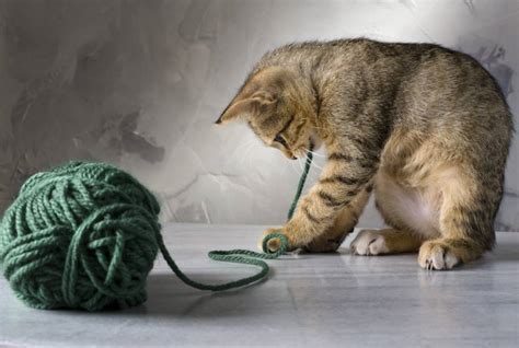 Why Do Cats Love String So Much 6 Reasons For This Behavior Hepper