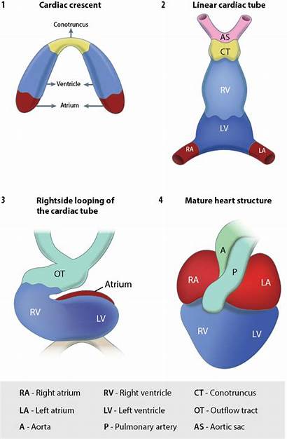 Development Cardiac Heart Stages Form Does Figure