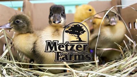 Order Ducklings And Goslings From Metzer Farms Youtube