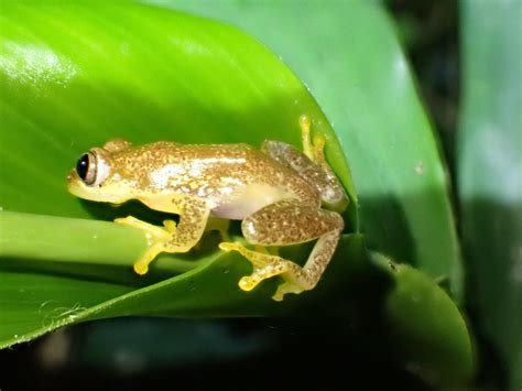 Spotted Spiny Reed Frog In December 2021 By Chemp Nilo Forest Reserve