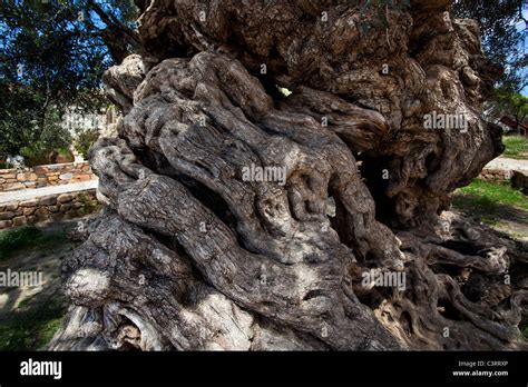The Worlds Oldest Olive Tree In The Village Of Ana Vouves Thought To