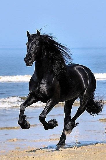 World Rarest Most Beautiful Horse Breeds In The World Top 10 Artofit
