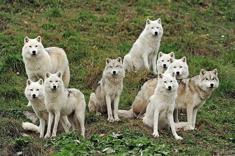 Arctic Wolfpack Desktop Nexus Wallpapers Wolf Dog Animals Arctic Wolf