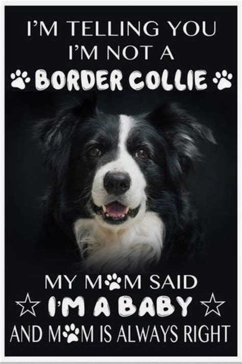 Pin By Laura Pritchard On Dog Training Border Collie Border Collie