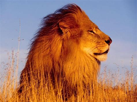 Tete De Lion Animaux Sauvagesfonds Décran Animaux Gratuits