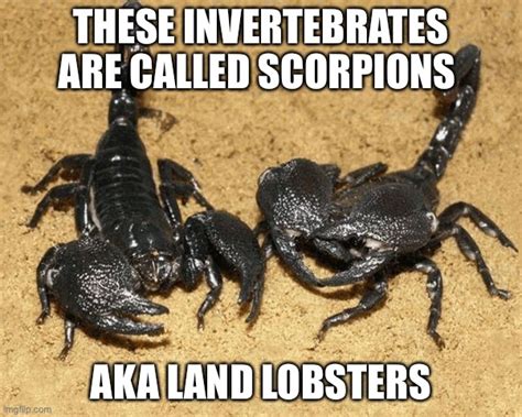 Invertebrate Lobster Imgflip