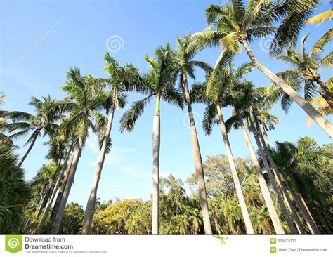 Row Of Tall Florida Royal Palm Trees Stock Photo Image