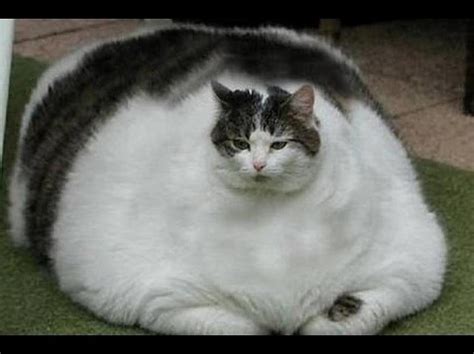 Top 5 Fattest Cats In The World