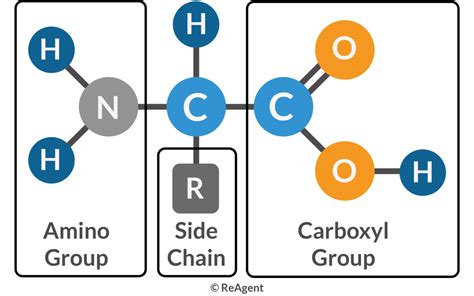 Basic Amino Acid Structure