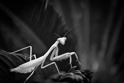 Praying Mantis Black And White Photography Patrick Dirks Praying Mantis Insect Photography