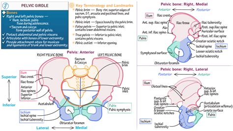 Anatomy Physiology Pelvic Girdle Fundamentals Ditki Medical