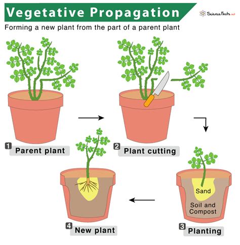 Vegetative Propagation Definition Types Examples And Diagram