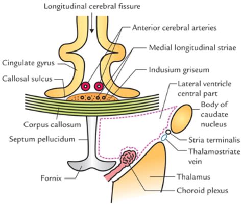 Parts Of Lateral Ventricle