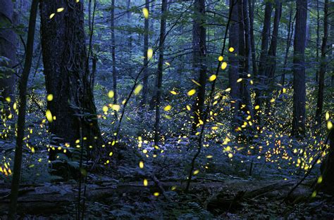 Why Are Fireflies Disappearing Firefly Photography National Parks Smithsonian Photo Contest