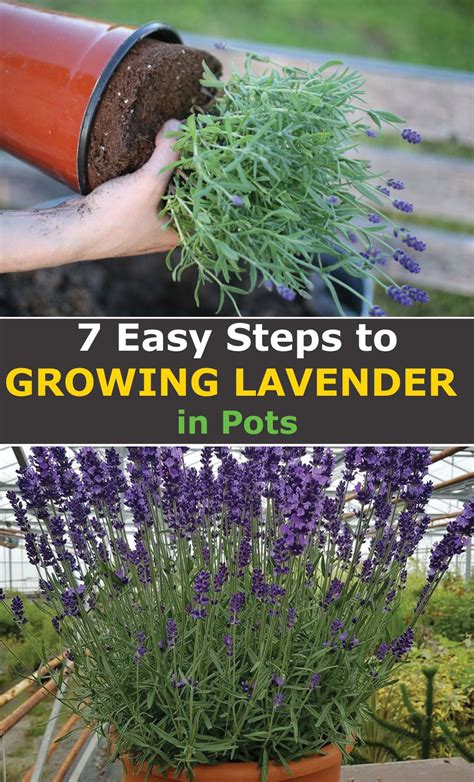 7 Easy Steps To Growing Lavender In Pots Artofit