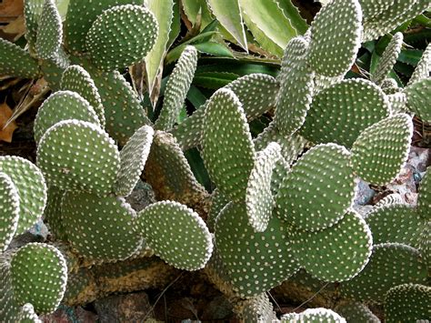 The all deserts have cacti trope as used in popular culture. Plant Life - Biomes of the World