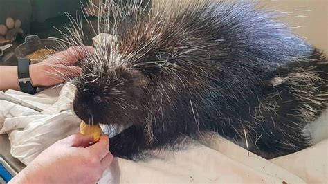 How Do You Rescue A Porcupine With 2 Holes In Her Head Very Carefully