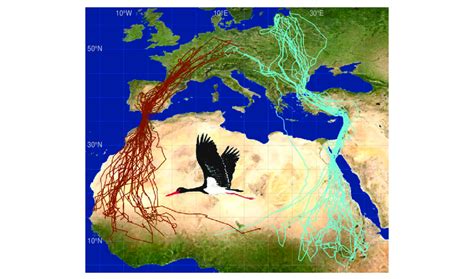 Autumn And Spring Migration Routes Of Gps Tagged Black Storks From