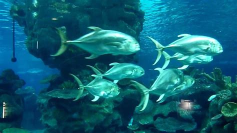 A Visit To The Blue Planet Aquarium Cheshire Youtube