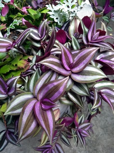 Purple And Green Plant Plant Ideas