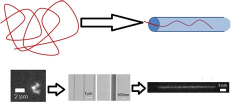 Polymer Physics And Genetic Sequencing