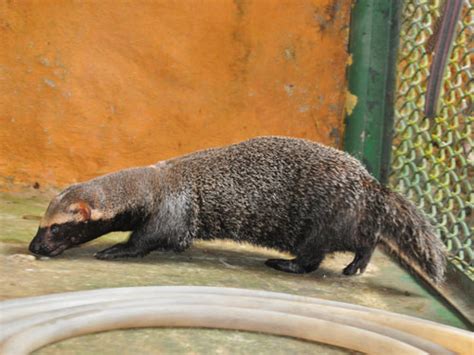Galictis Vittata Greater Grison In Zoos