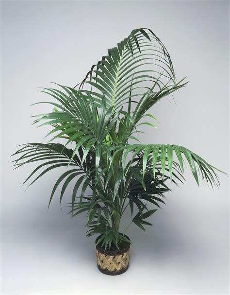 Kentia Palms Are A Popular Indoor Treelearn How To Grow And Care For