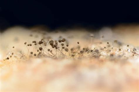 What Do Mold Spores Look Like Can You See Them