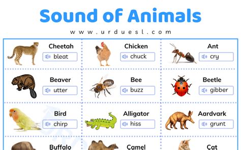 Sounds Of Animals List With Words That Describe Those Sounds