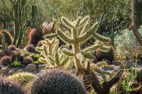 Cactus Garden In Tucson Arizona Stock Photo Image Of Cactus Arizona
