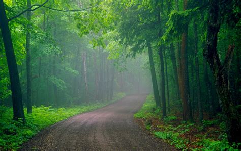 Misty Forest Road Hd Wallpaper Background Image 1920x1200