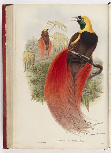 Birds Of Paradise Papua New Guinea Forty Years Of Independence Stories State Library Of Nsw