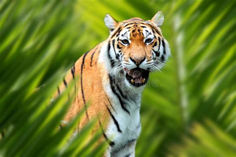 Tigre Dans La Jungle Photo Stock Image Du Kenya Afrique 65711464