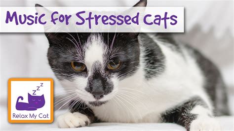 Calm Down Your Stressed Cat With Relaxation Music 🐱