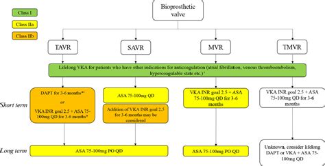 Optimal Anticoagulation After Tissue Aortic And Mitral Valve
