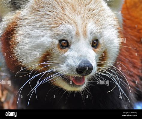 Red Panda In Dublin Zoo Ireland Stock Photo Alamy