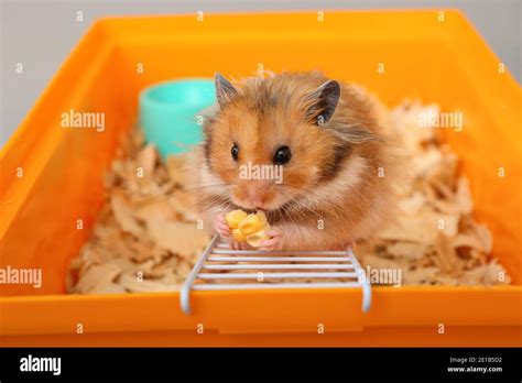 Funny Hamster Eating Corn In Box On Light Background Stock Photo Alamy