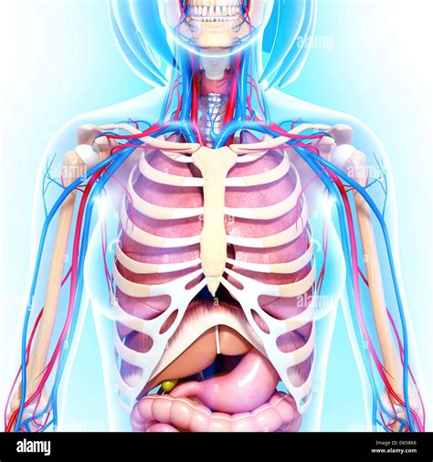 Female Chest Anatomy High Resolution Stock Photography And Images Alamy