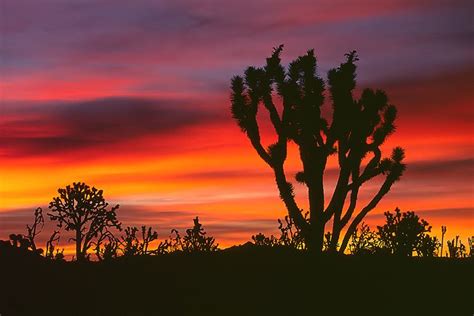 Predawn Joshua Trees A Photo From California West Trekearth